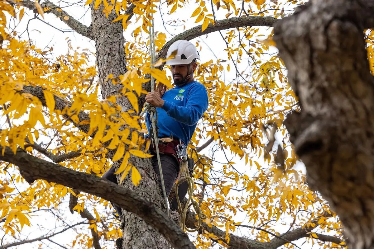 Skilled Tree Planting crew working in Wessington Springs